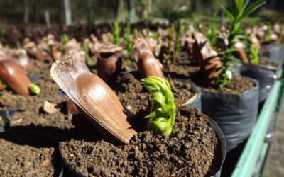 Cultivando um futuro sustentável